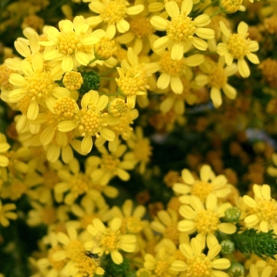 EURYOPS