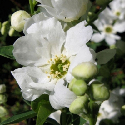 EXOCHORDA