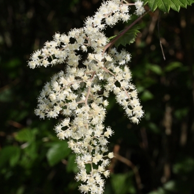 Holodiscus discolor