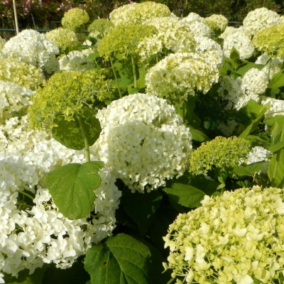 Hortensia de Virginie Annabelle