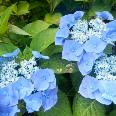 Hydrangea macrophylla Blaumeise, Hydrangea macrophylla Blue Sky