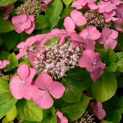 Hortensia à grandes feuilles Geoffrey Chadbund