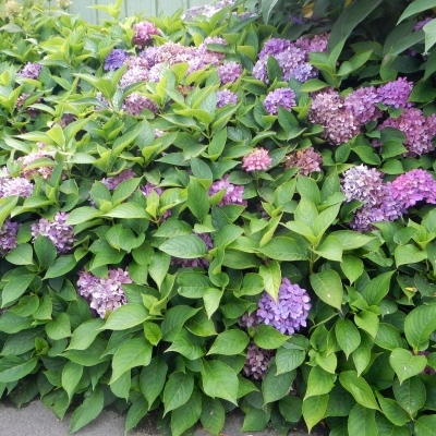 Hortensia à grandes feuilles Hörnlii