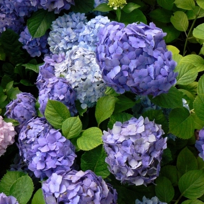 Hortensia à grandes feuilles Merveille