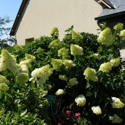 Hortensia paniculé Grandiflora