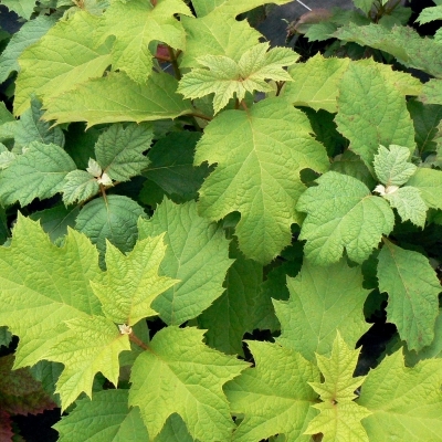 Hortensia à feuilles de chêne