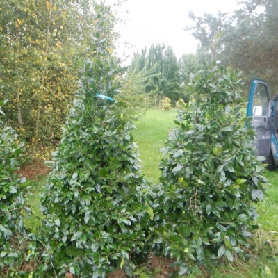 Houx à feuilles de Camellia