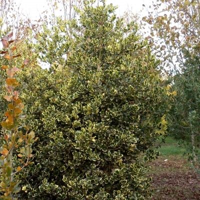 Houx Lawsoniana