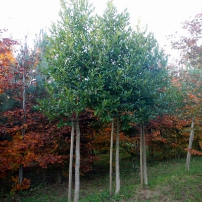 Houx à feuilles de Châtaignier