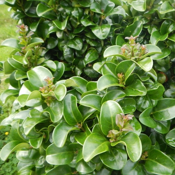Troène du Japon Rotundifolia