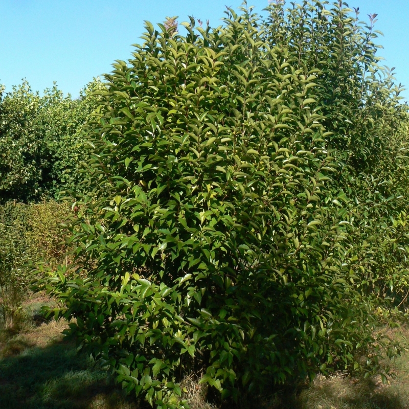 Troène lucidum