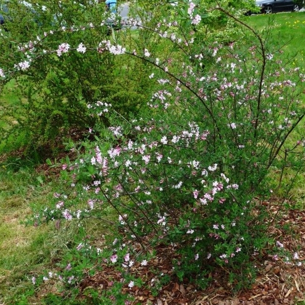 Chèvrefeuille lilas