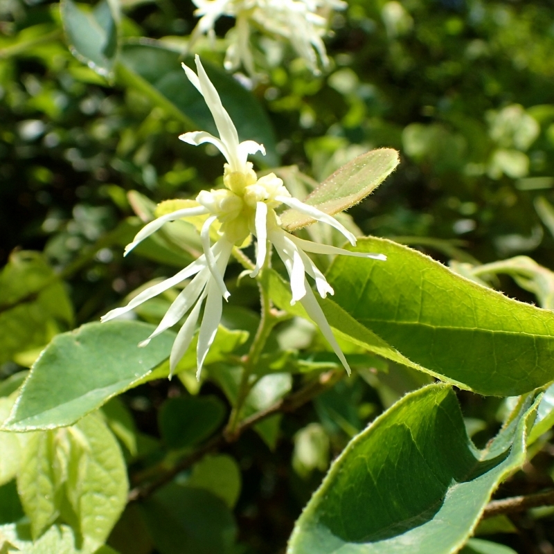 Loropetalum de Chine