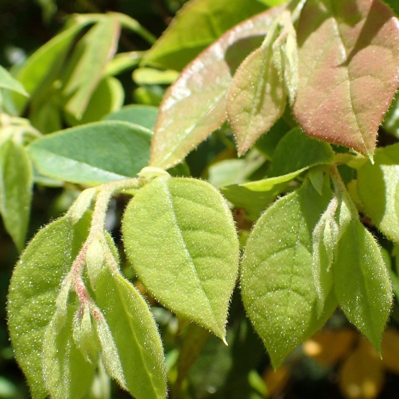 Loropetalum de Chine