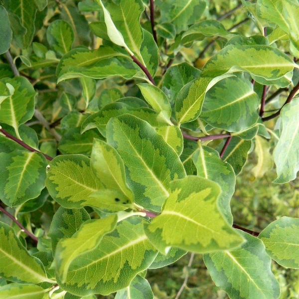 Pittospore à petites feuilles Abbotsburry Gold