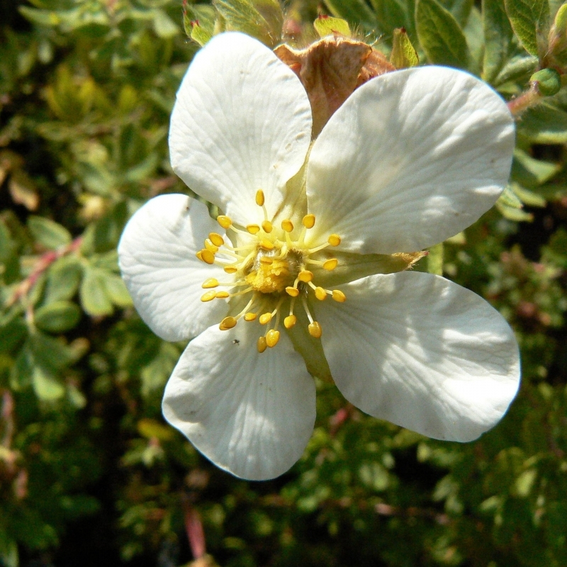 Potentille arbustive Abbotswood