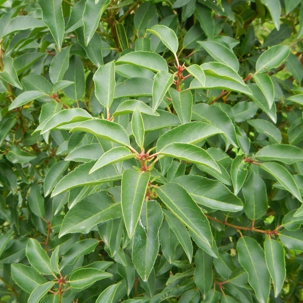 Laurier du Portugal à feuilles de Myrte