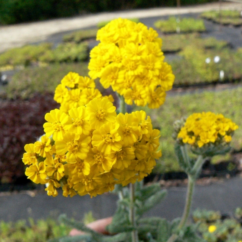 Achillée crithmifolia