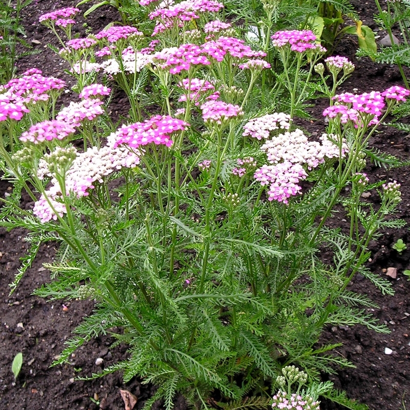 Achillée millefeuille Cerise Queen