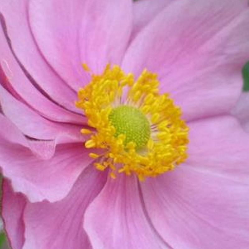 Anémone du Japon September Charm