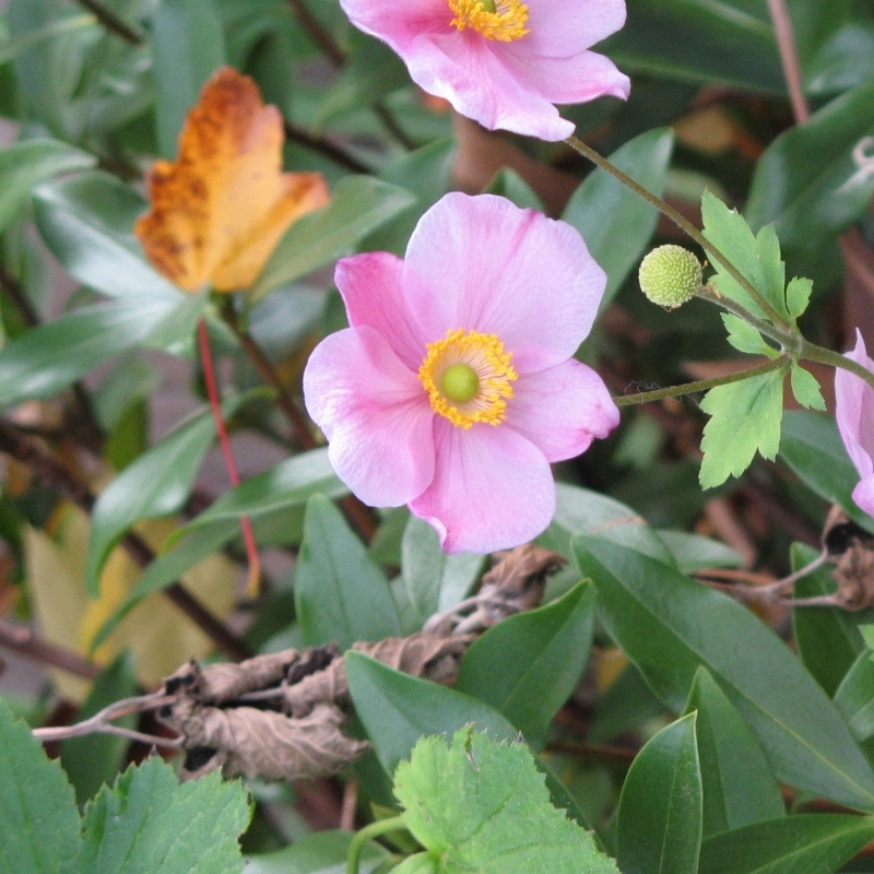 Anémone du Japon September Charm