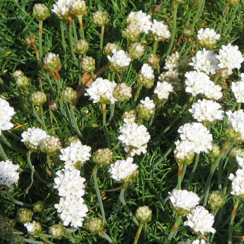 Gazon d'Espagne blanc