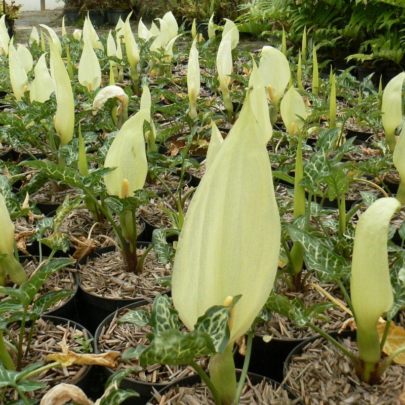 Arum sauvage