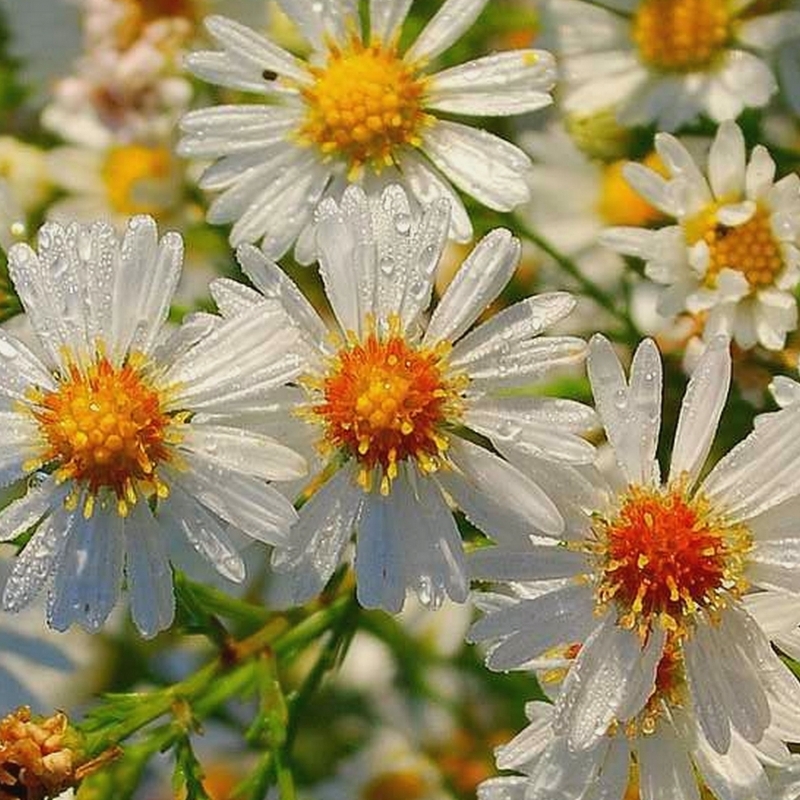 Aster datschii