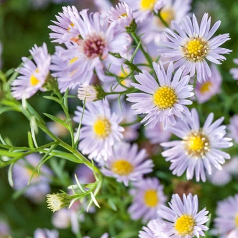 Aster d'automne Esther