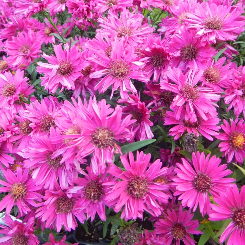 Aster d'automne Jenny