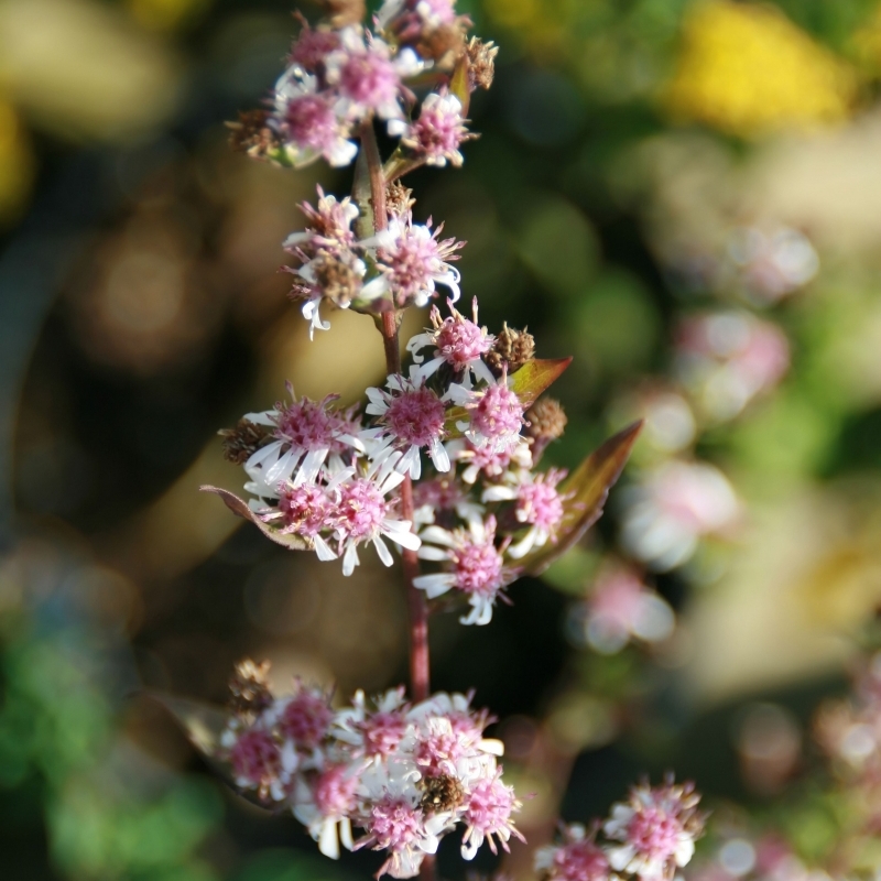 Aster d'automne Lady in Black