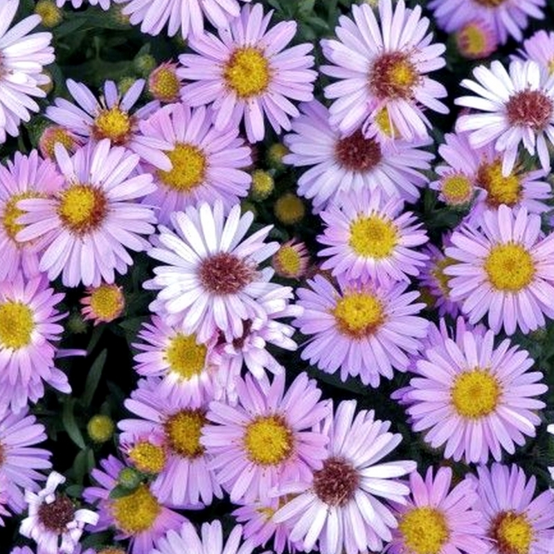 Aster d'automne Marjorie