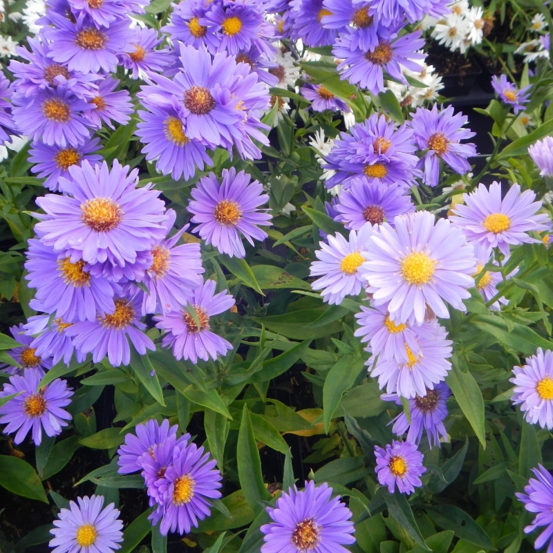 Aster Belge Eventide