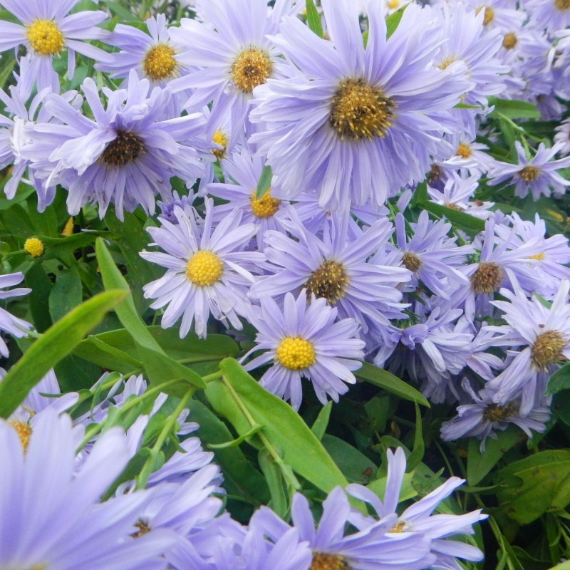 Aster Belge Plenty