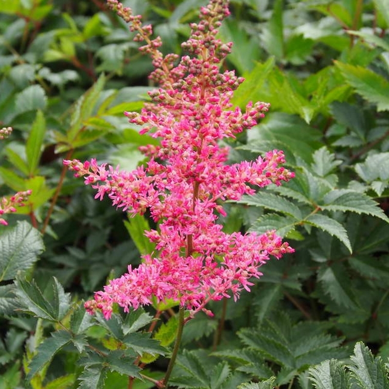 Astilbe d'Ardens