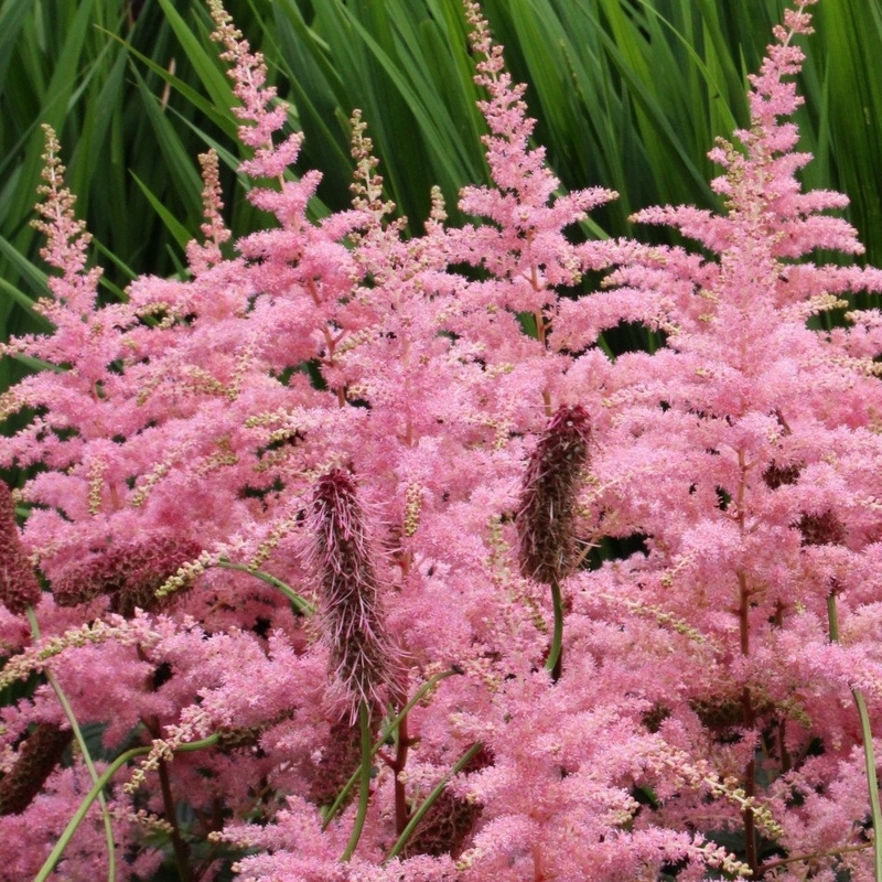 Astilbe d'Ardens