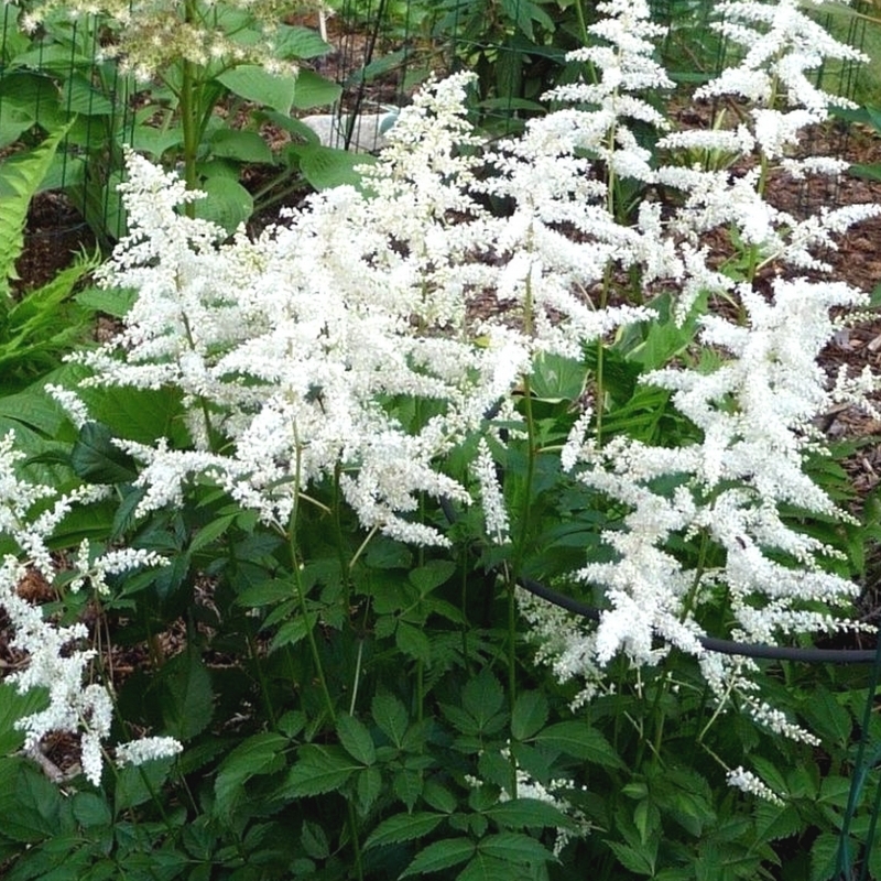 Astilbe d'Ardens