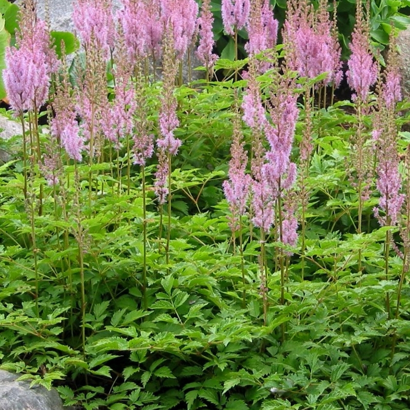 Astilbe de Chine