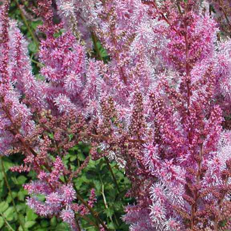 Astilbe de Chine