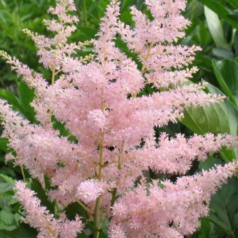 Astilbe japonaise