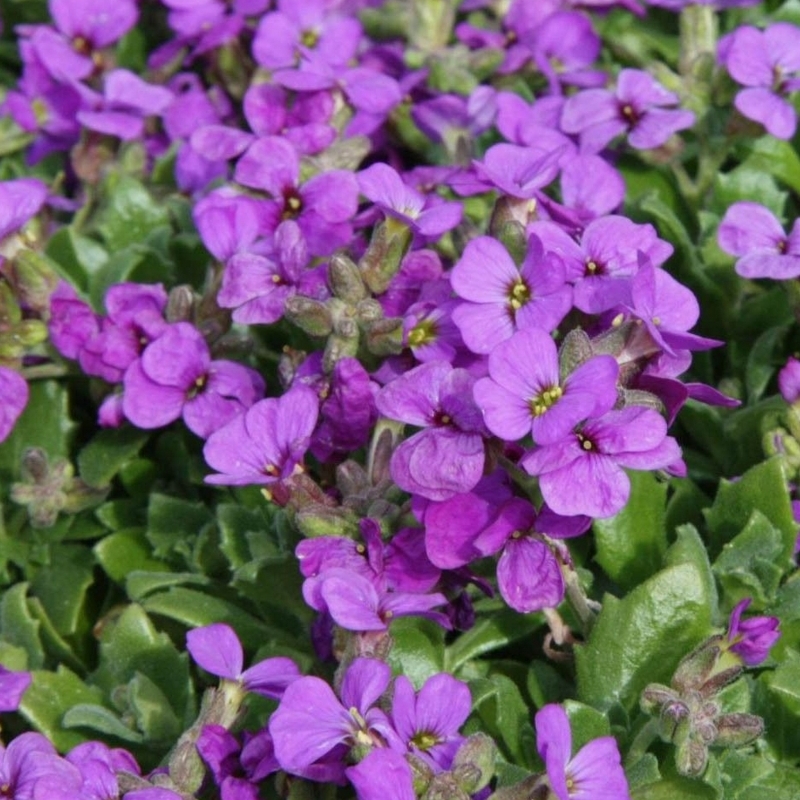 Aubriete Royal Violet