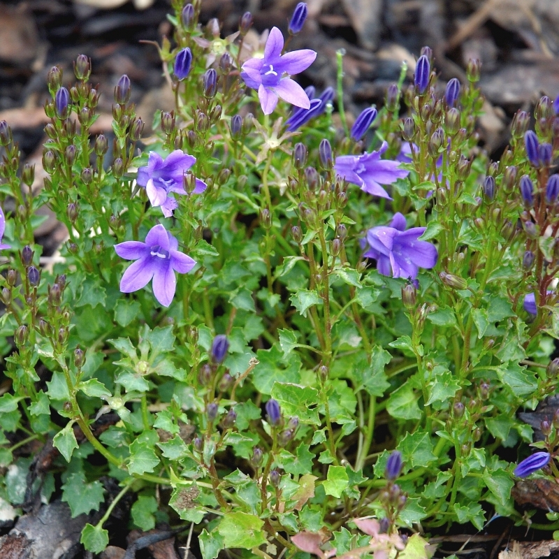 Campanule des murs