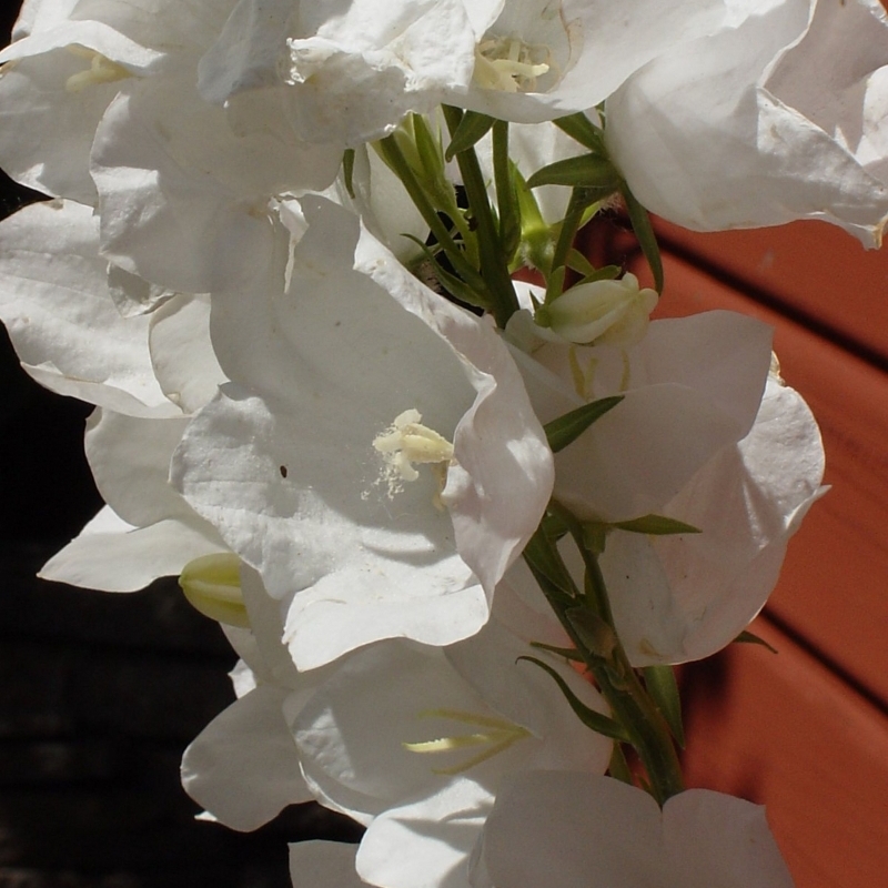 Campanule à feuilles de pêcher Blanche