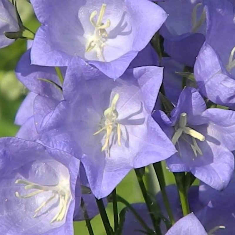 Campanule à feuilles de pêcher Coerulea