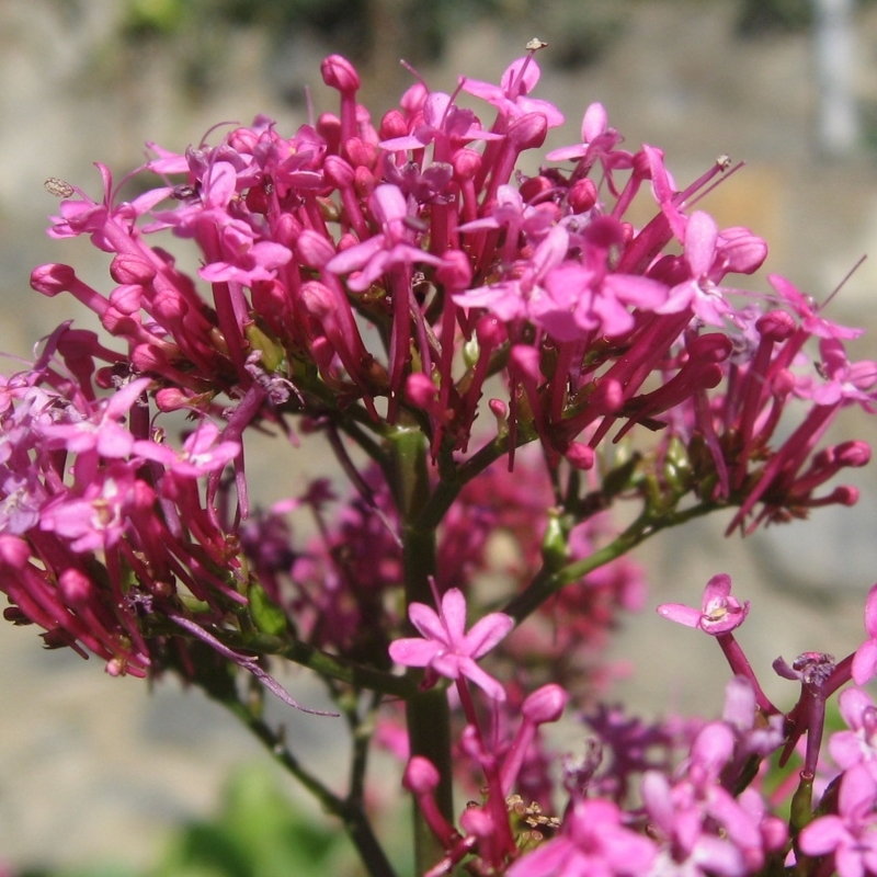 Valériane des jardins 