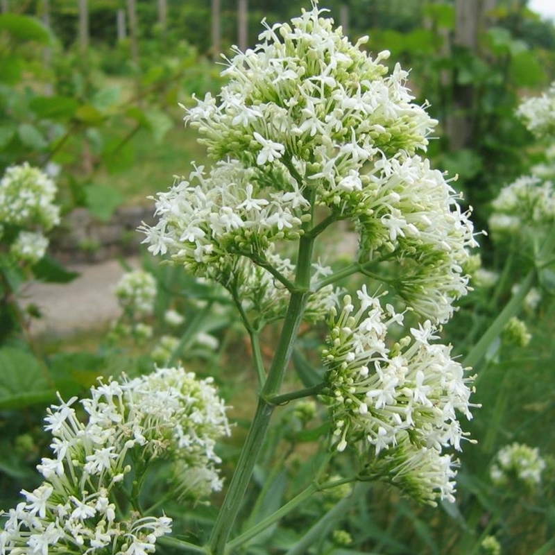 Valériane des jardins blanche