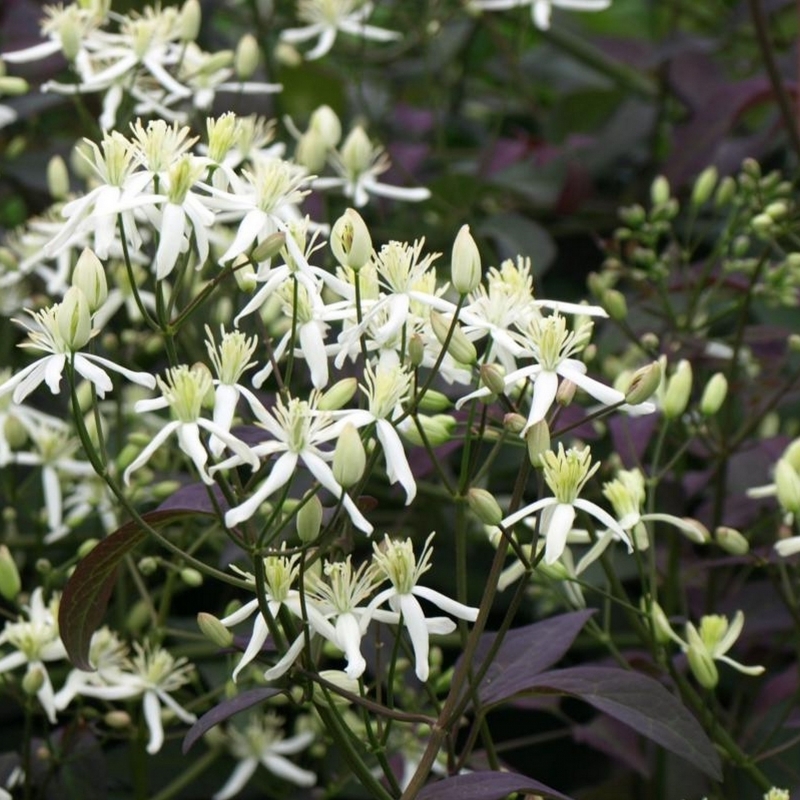 Clématite droite pourpre