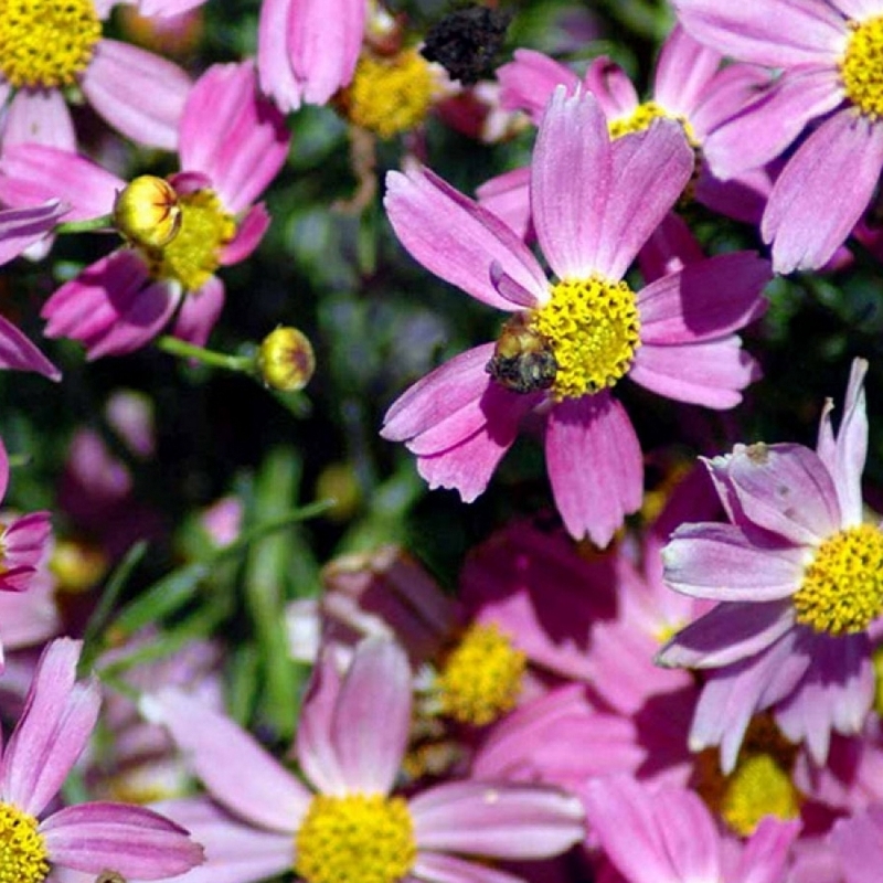 Coreopsis à feuilles en aiguilles American Dream