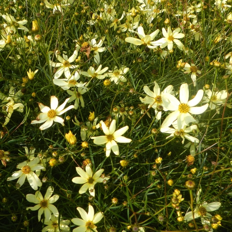 Coreopsis à feuilles en aiguilles Moonbeam