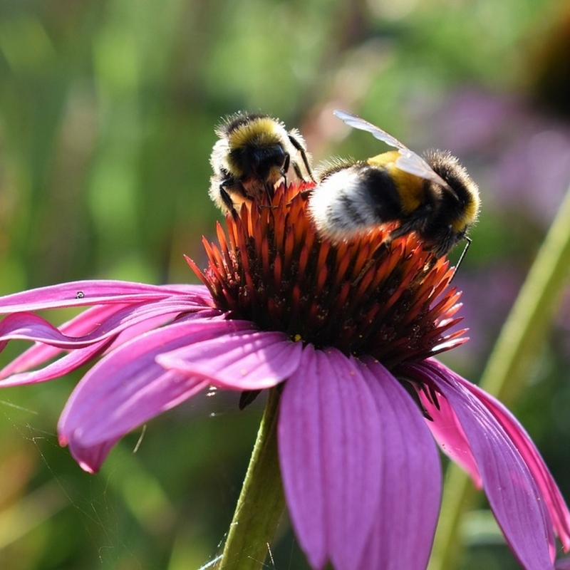 Rudbeckia pourpre